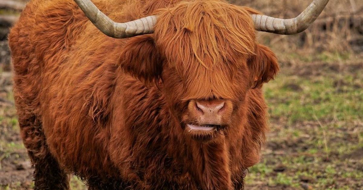 Snapshot of the intriguing Highland Cattle, scientifically named Bos Taurus.