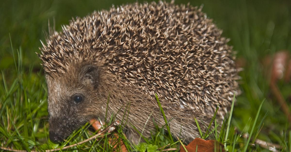 Captivating shot of the Hedgehog, or Landak in Bahasa Indonesia.