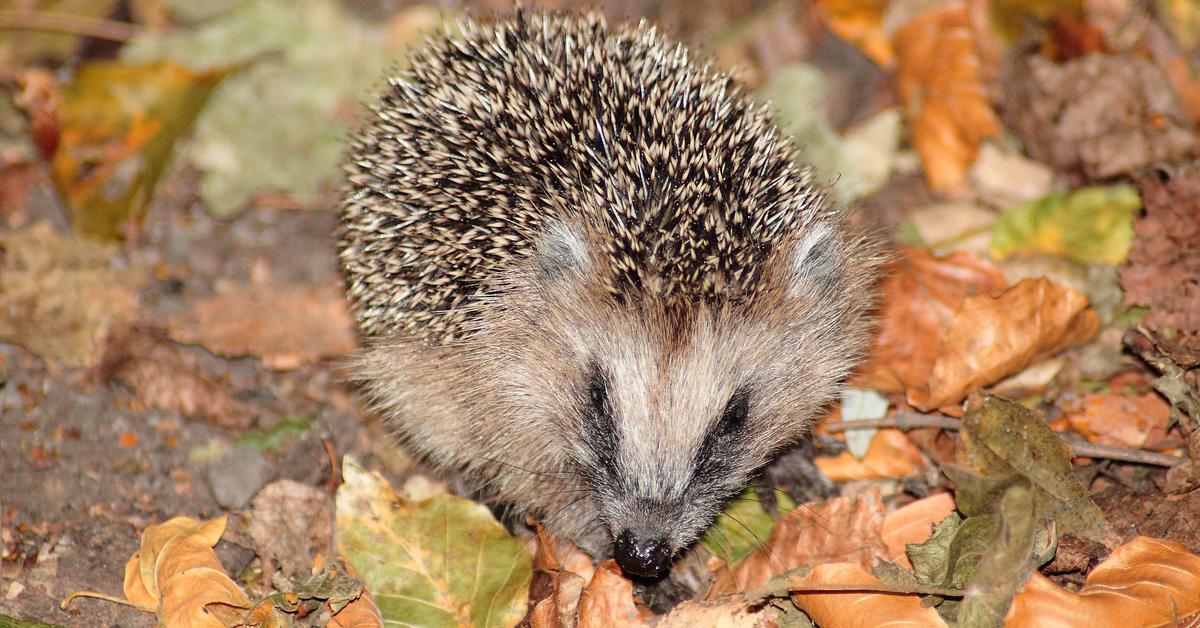 Stunning depiction of Hedgehog, also referred to as Erinaceidae.