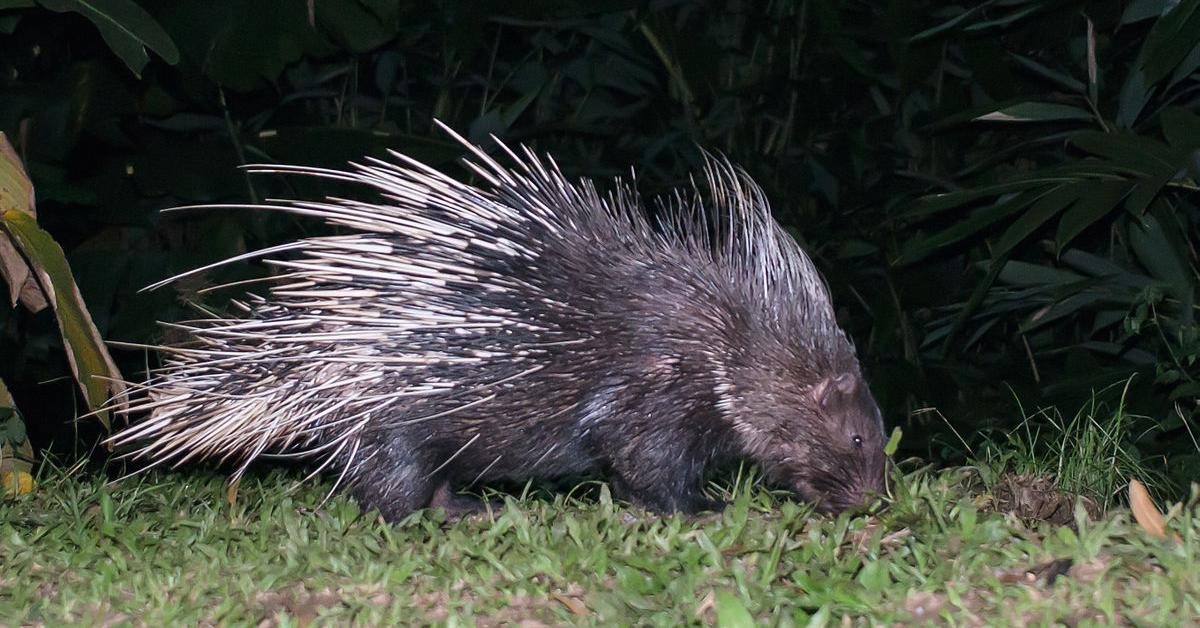 Captured beauty of the Hedgehog, or Erinaceidae in the scientific world.