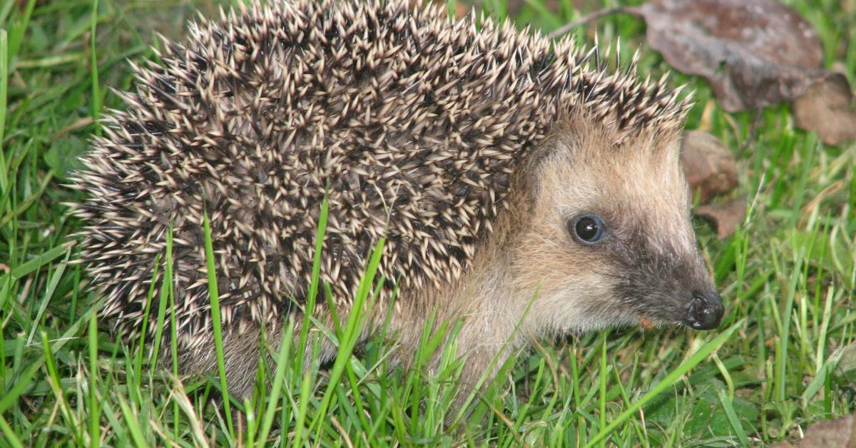 Graceful Hedgehog, a creature with the scientific name Erinaceidae.