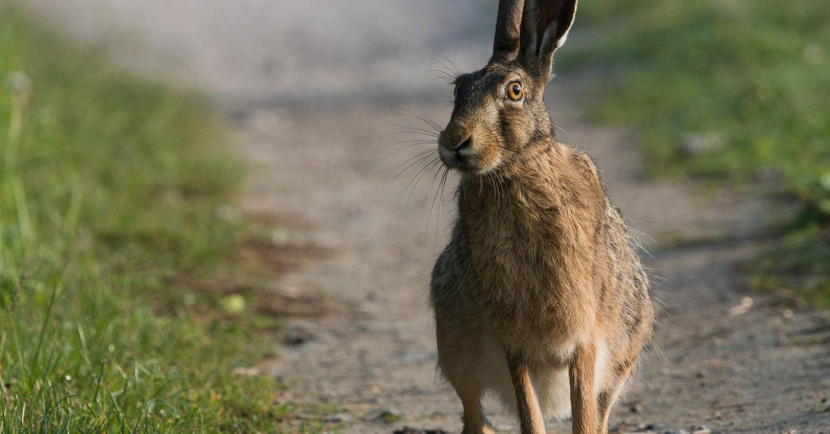 Picture of Hare, known in Indonesia as Kelinci.