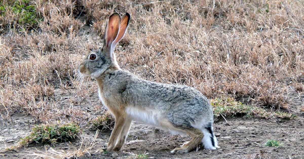 Picture of Hare, known in Indonesia as Kelinci.