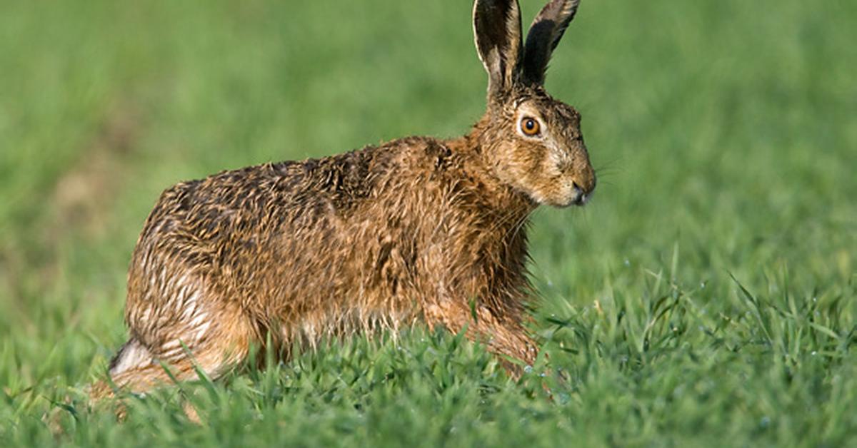 The Hare, a species known as Lepus, in its natural splendor.