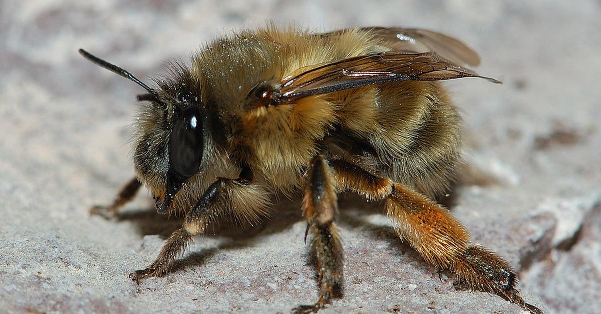 Close-up view of the Hairy-Footed Flower Bee, known as Lebah Bunga Berjari Berbulu in Indonesian.