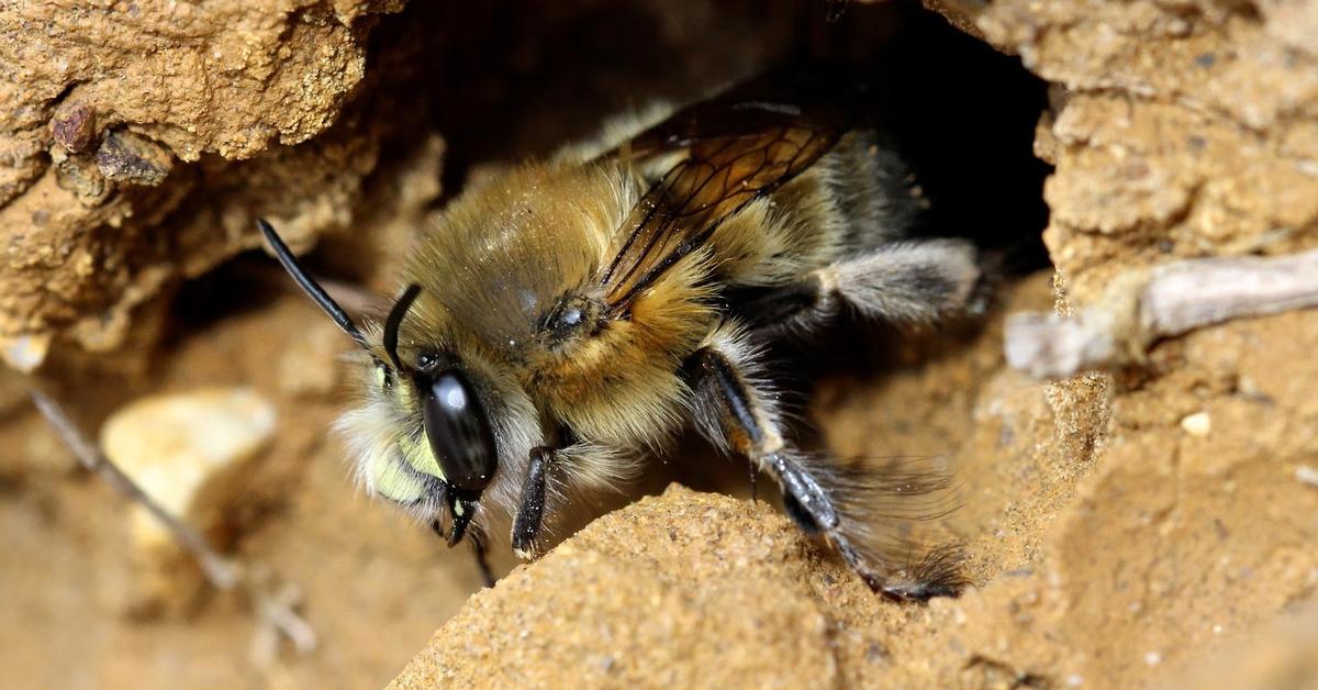 The elegant Hairy-Footed Flower Bee (Anthophora plumipes), a marvel of nature.