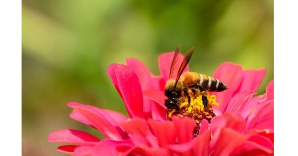 The Hairy-Footed Flower Bee, a species known as Anthophora plumipes, in its natural splendor.