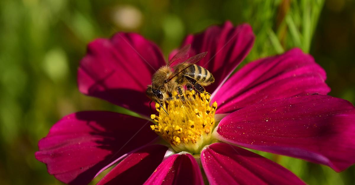 Captivating view of the Hairy-Footed Flower Bee, known in Bahasa Indonesia as Lebah Bunga Berjari Berbulu.