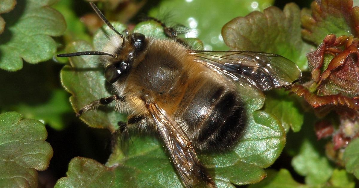 The remarkable Hairy-Footed Flower Bee (Anthophora plumipes), a sight to behold.