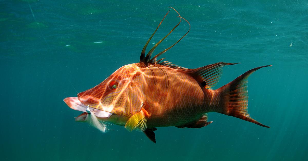 Captured beauty of the Hogfish, or Lachnolaimus maximus in the scientific world.