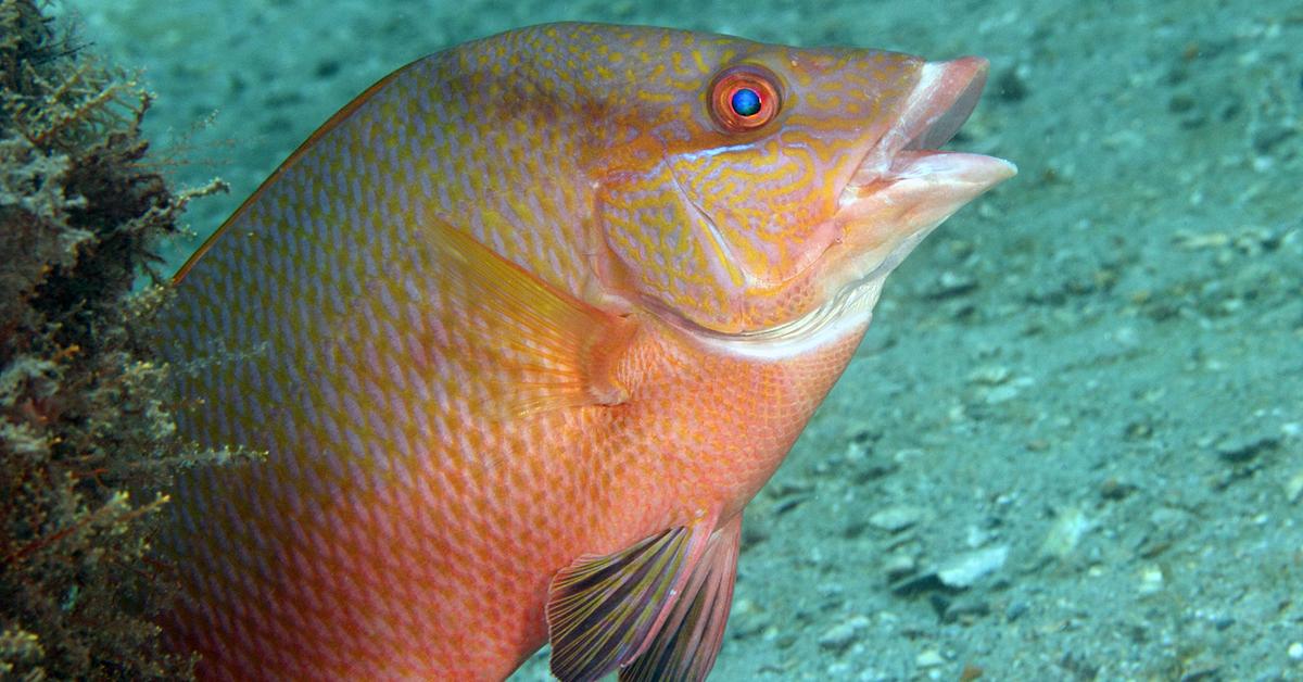 Captured beauty of the Hogfish, or Lachnolaimus maximus in the scientific world.