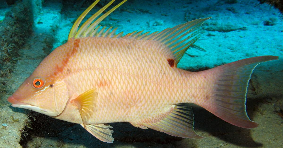 Charming view of the Hogfish, in Indonesia referred to as Ikan Babi.