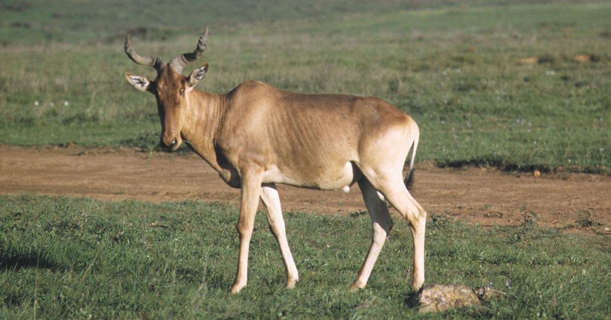 The remarkable Hartebeest (Alcelaphus buselaphus), a sight to behold.