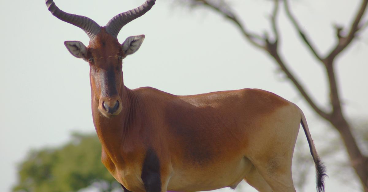 The Hartebeest, a beautiful species also known as Hartebeest in Bahasa Indonesia.