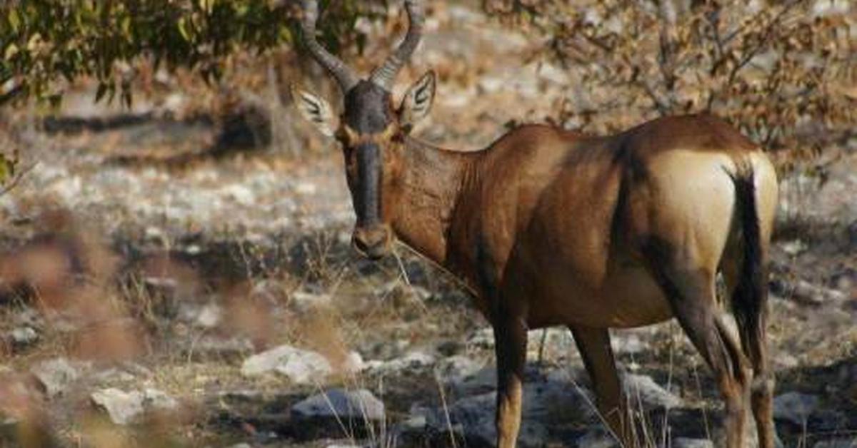 Picture of Hartebeest, known in Indonesia as Hartebeest.