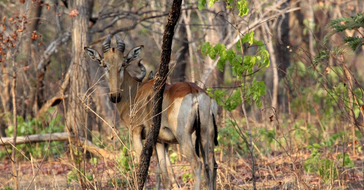 Snapshot of the intriguing Hartebeest, scientifically named Alcelaphus buselaphus.