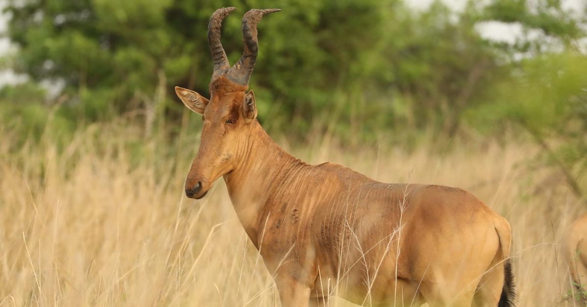 Image showcasing the Hartebeest, known in Indonesia as Hartebeest.