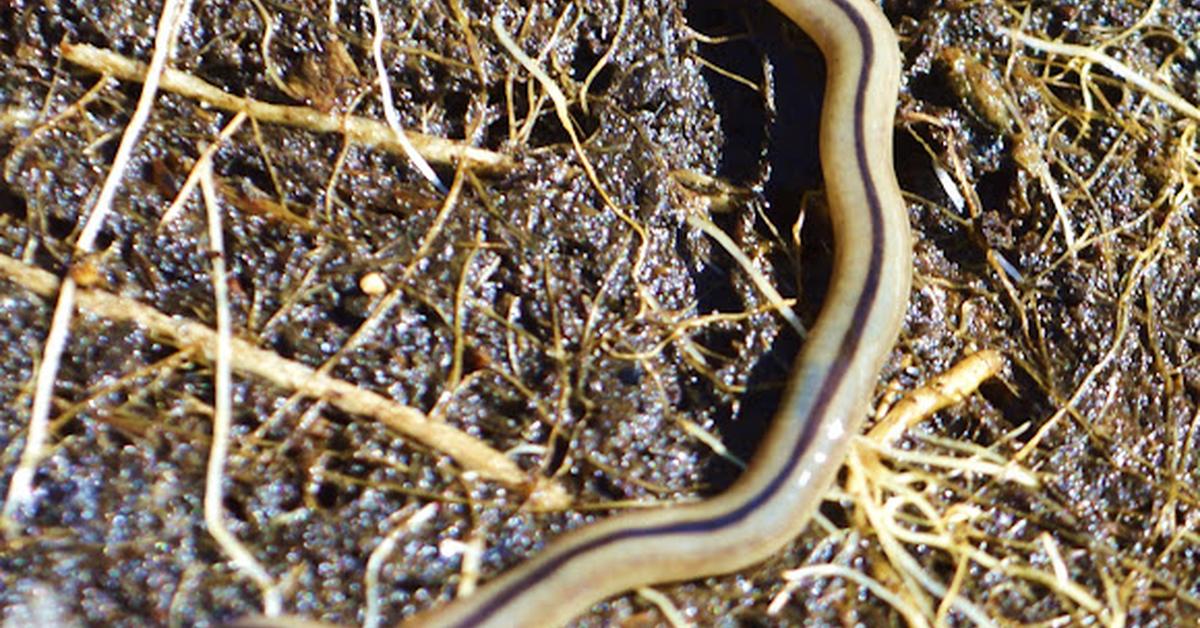 Vibrant snapshot of the Hammerhead Worm, commonly referred to as Cacing Martil Kepala in Indonesia.