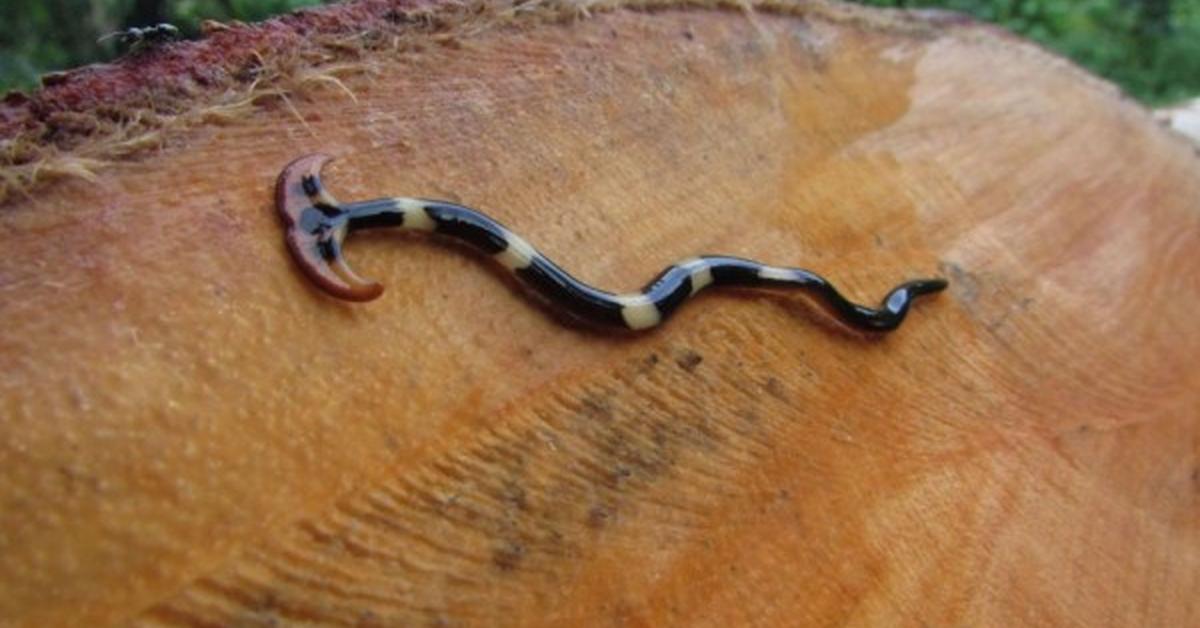 Captured elegance of the Hammerhead Worm, known in Indonesia as Cacing Martil Kepala.