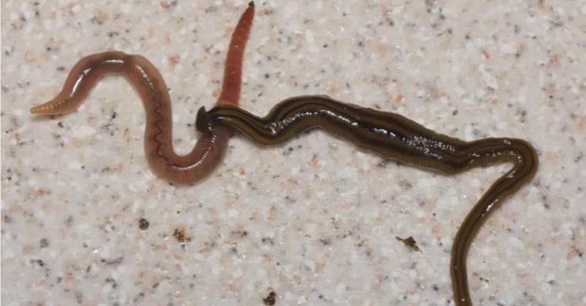 Captivating shot of the Hammerhead Worm, or Cacing Martil Kepala in Bahasa Indonesia.