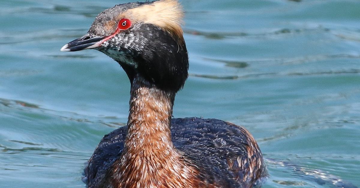 Elegant portrayal of the Horned Grebe, also known as P. auritus.