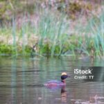 Image of the Horned Grebe (P. auritus), popular in Indonesia as Grebe Bertanduk.