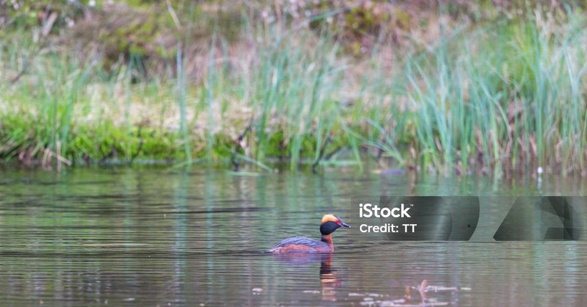 Image of the Horned Grebe (P. auritus), popular in Indonesia as Grebe Bertanduk.