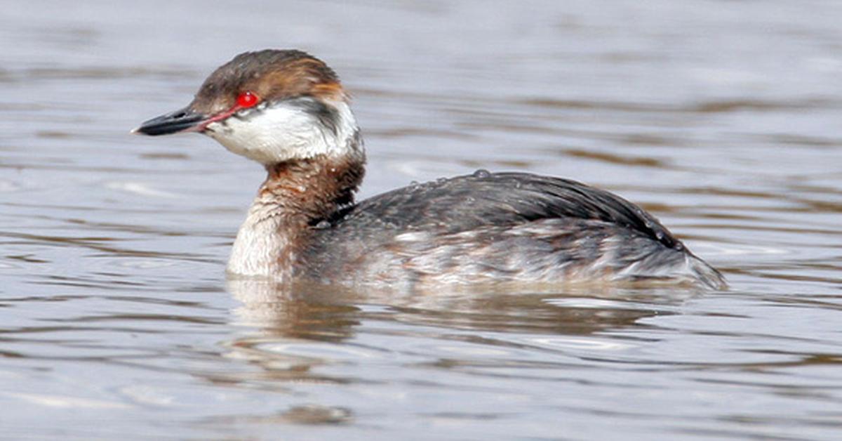 Captured moment of the Horned Grebe, in Indonesia known as Grebe Bertanduk.