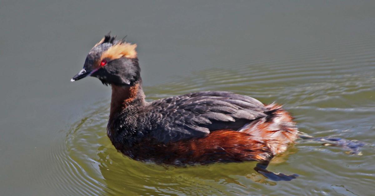 The Horned Grebe, a beautiful species also known as Grebe Bertanduk in Bahasa Indonesia.