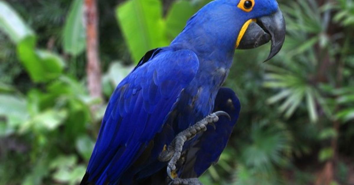 Enchanting Hyacinth Macaw, a species scientifically known as Anodorhynchus hyacinthinus.