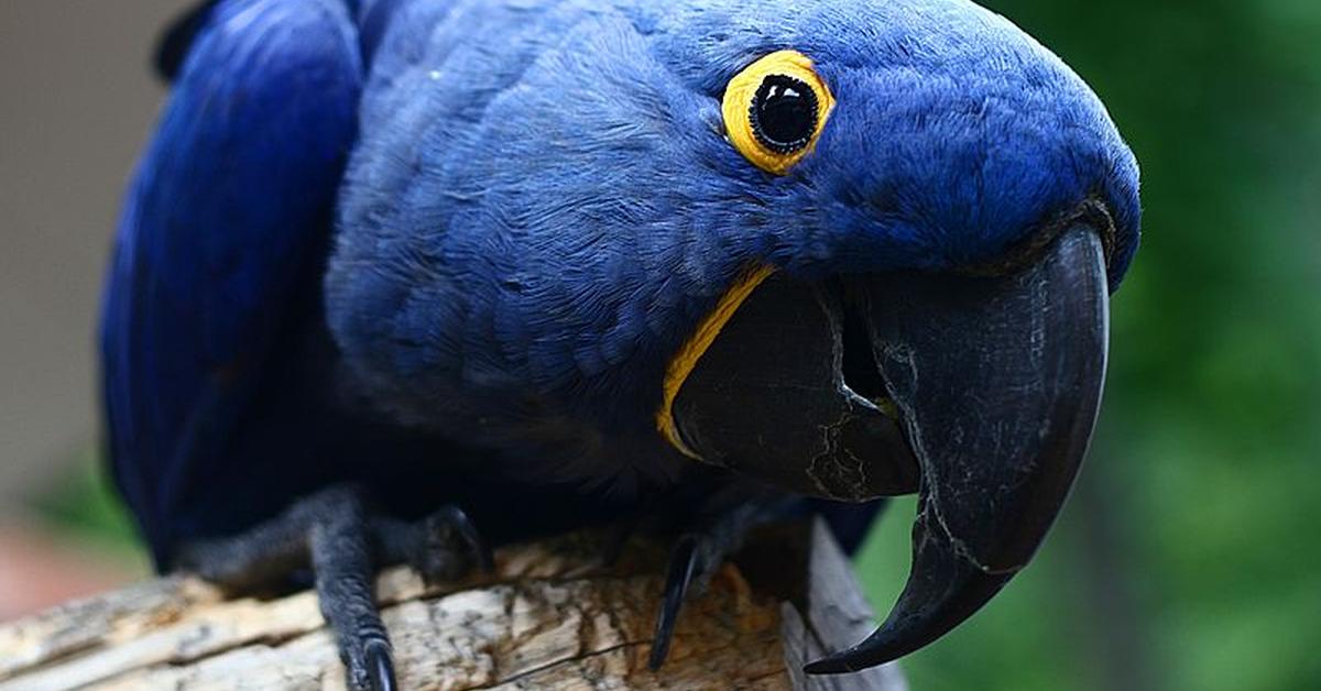 Close encounter with the Hyacinth Macaw, scientifically called Anodorhynchus hyacinthinus.