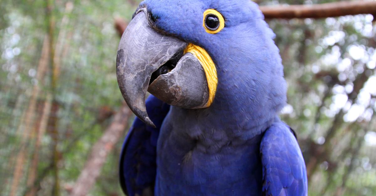 Dynamic image of the Hyacinth Macaw, popularly known in Indonesia as Burung Hyacinth Macaw.