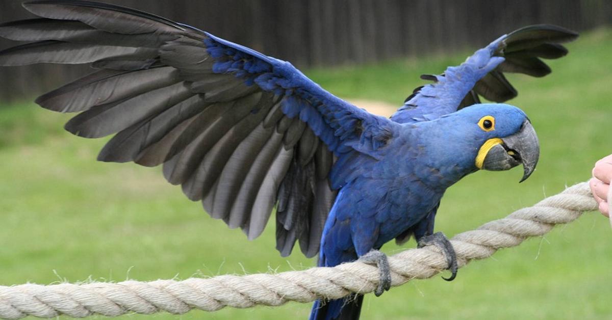 Exquisite image of Hyacinth Macaw, in Indonesia known as Burung Hyacinth Macaw.