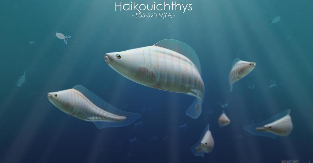 Splendid image of the Haikouichthys, with the scientific name Haikouichthys ercaicunensis.