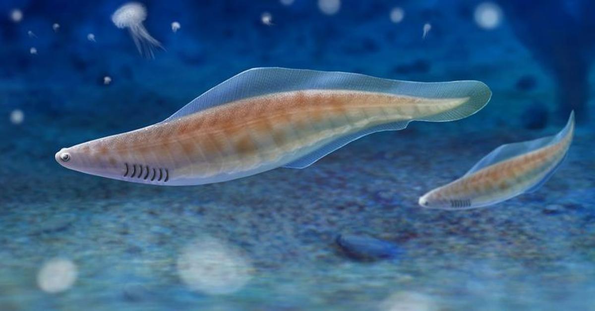 Picture of Haikouichthys, known in Indonesia as Haikouichthys.