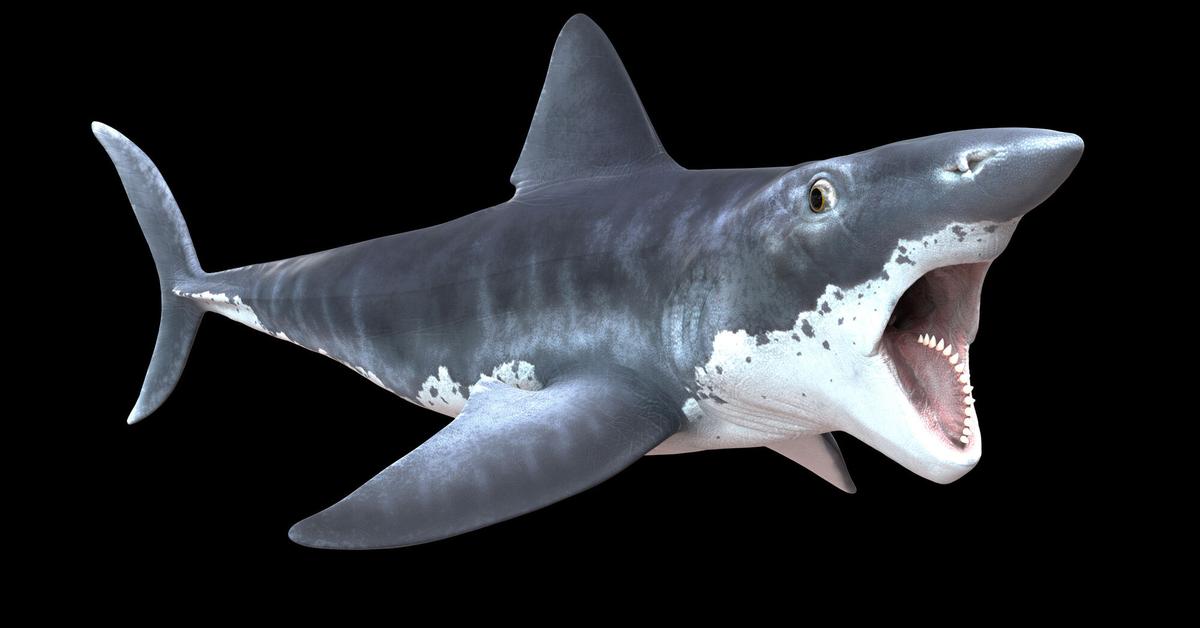 The fascinating Helicoprion, scientifically known as Helicoprion bessonowi.