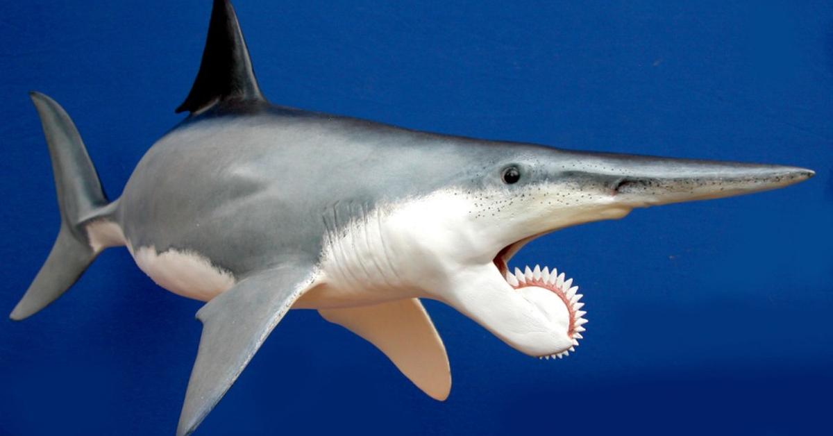 Captivating view of the Helicoprion, known in Bahasa Indonesia as Helicoprion.