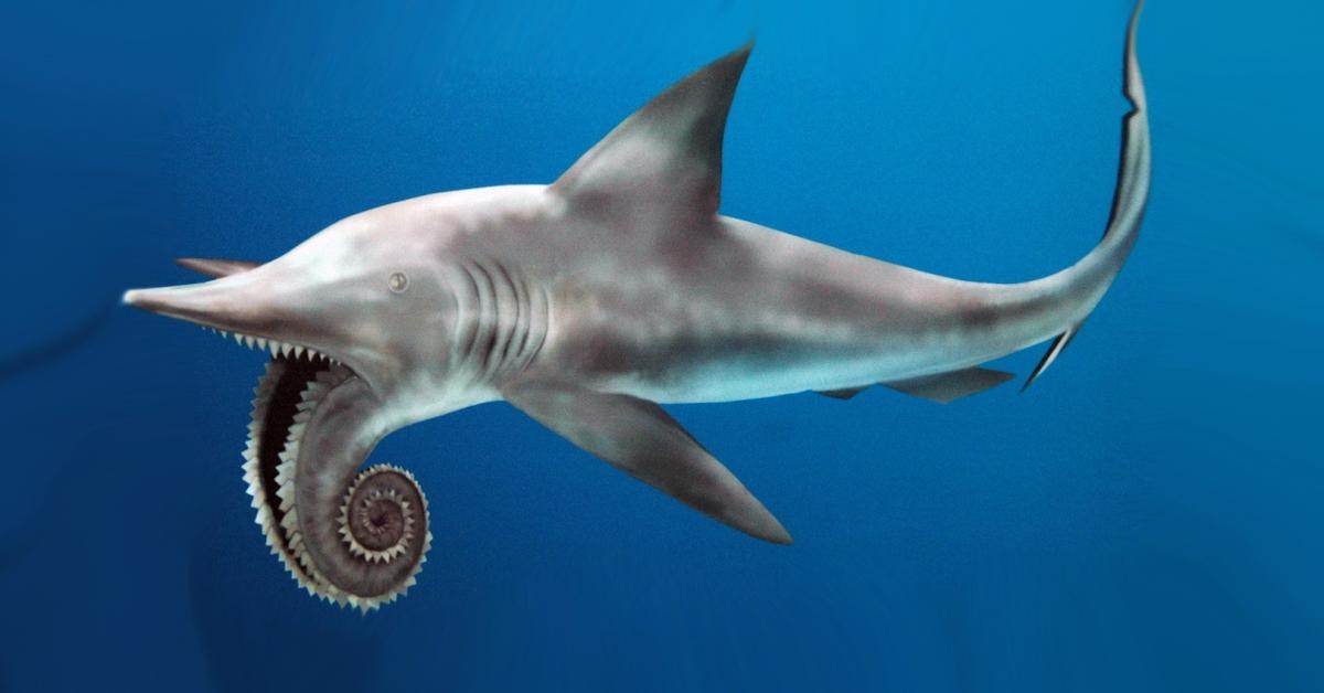 Striking appearance of the Helicoprion, known in scientific circles as Helicoprion bessonowi.