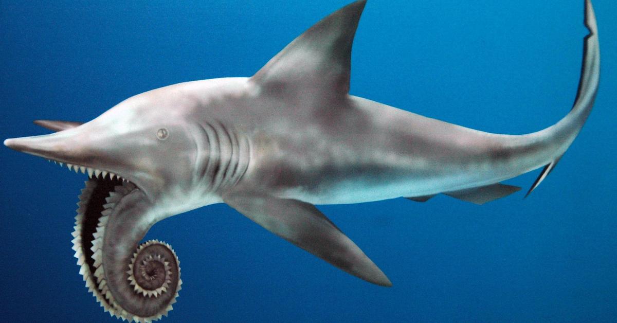 Close-up view of the Helicoprion, known as Helicoprion in Indonesian.