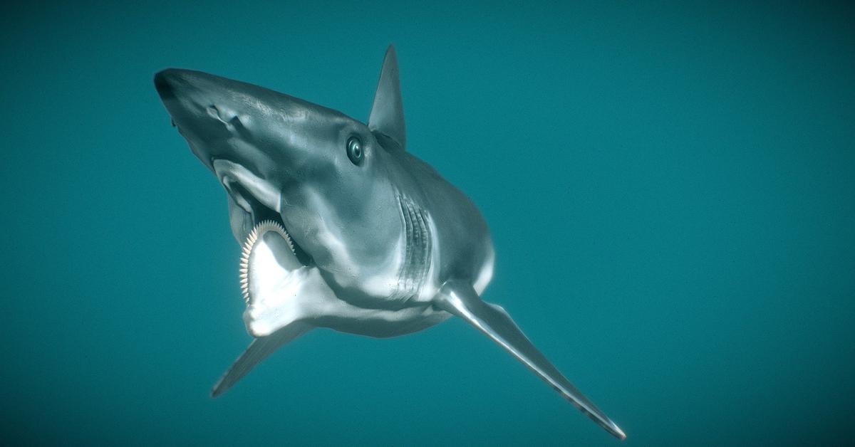 Dynamic image of the Helicoprion, popularly known in Indonesia as Helicoprion.