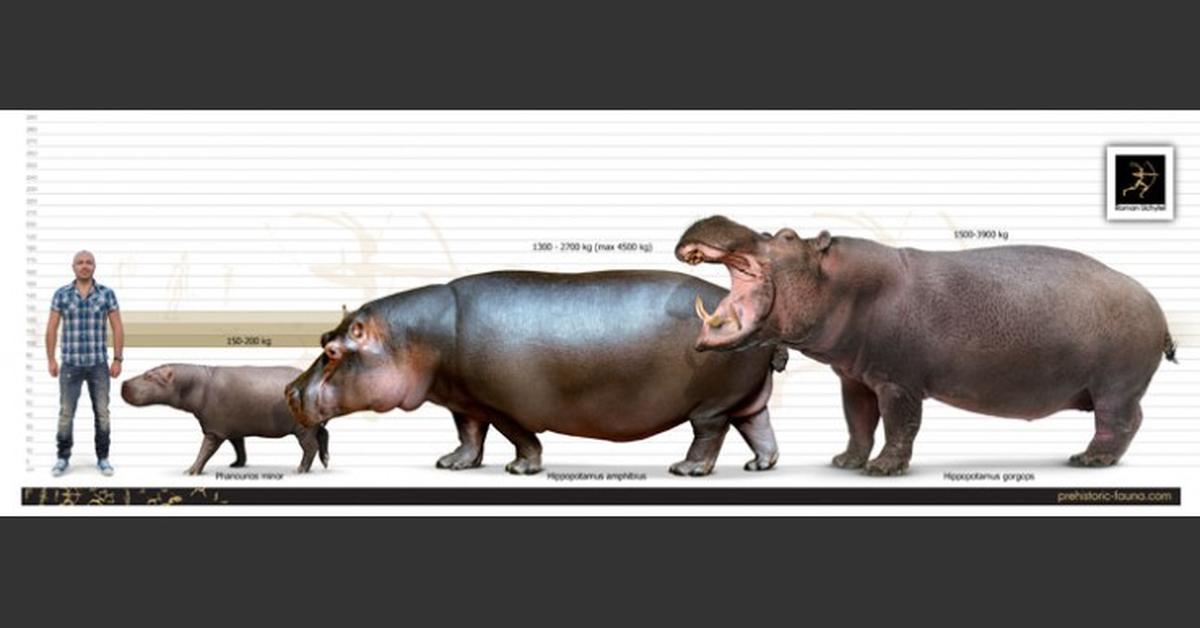 Vivid image of the Hippopotamus Gorgops, or Kuda Nil Gorgops in Indonesian context.