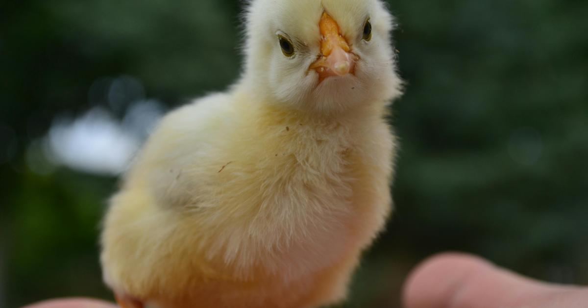 The remarkable Houdan Chicken (Gallus gallus), a sight to behold.