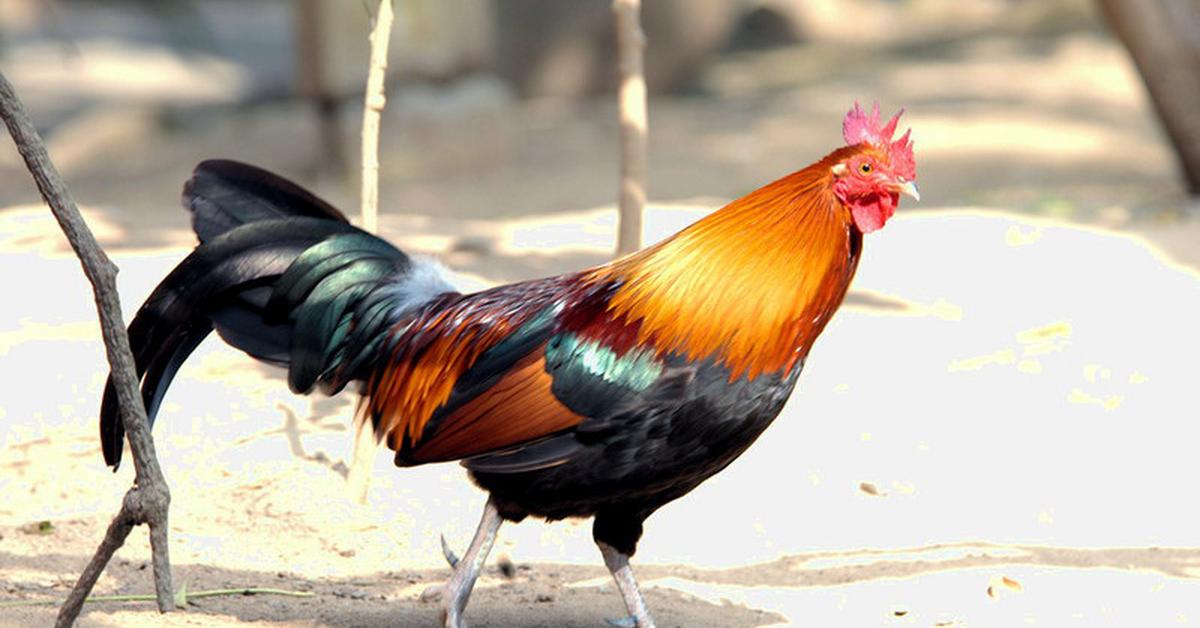 Vibrant snapshot of the Houdan Chicken, commonly referred to as Ayam Houdan in Indonesia.