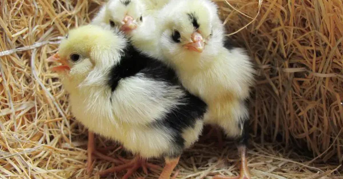 The Houdan Chicken, a species known as Gallus gallus, in its natural splendor.