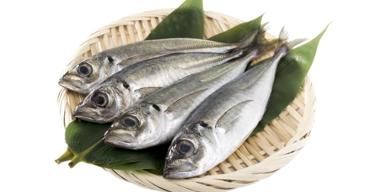 Captured elegance of the Horse Mackerel, known in Indonesia as Ikan Kembung.