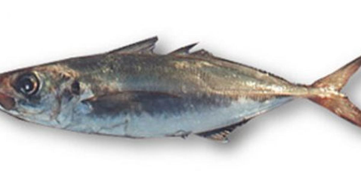 Visual of Horse Mackerel, or Ikan Kembung in Indonesian, showcasing its beauty.