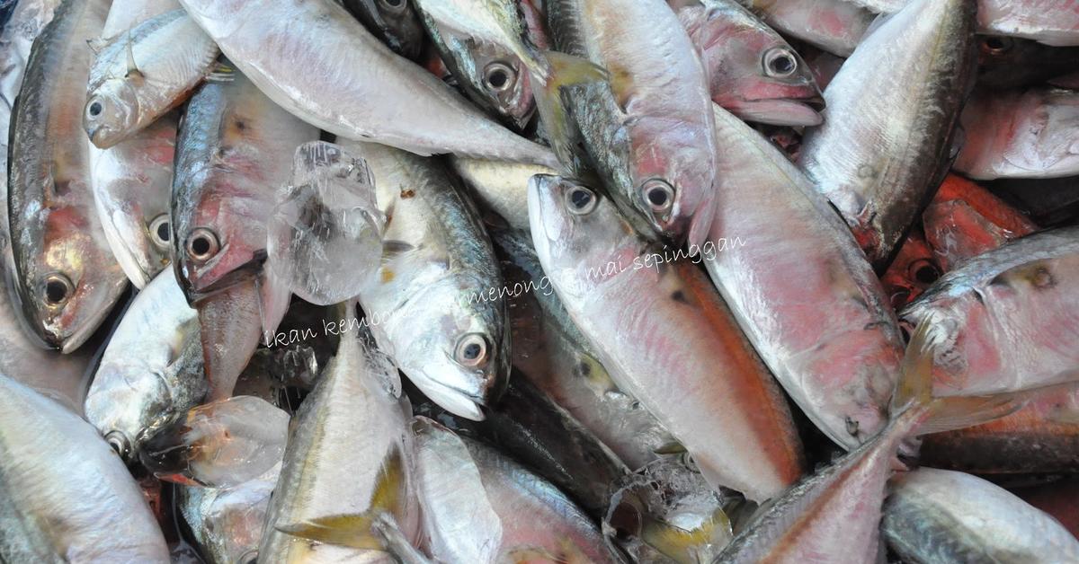 Visual representation of the Horse Mackerel, recognized in Indonesia as Ikan Kembung.