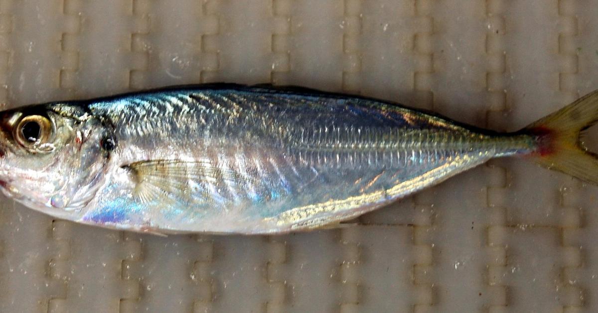 Vivid image of the Horse Mackerel, or Ikan Kembung in Indonesian context.