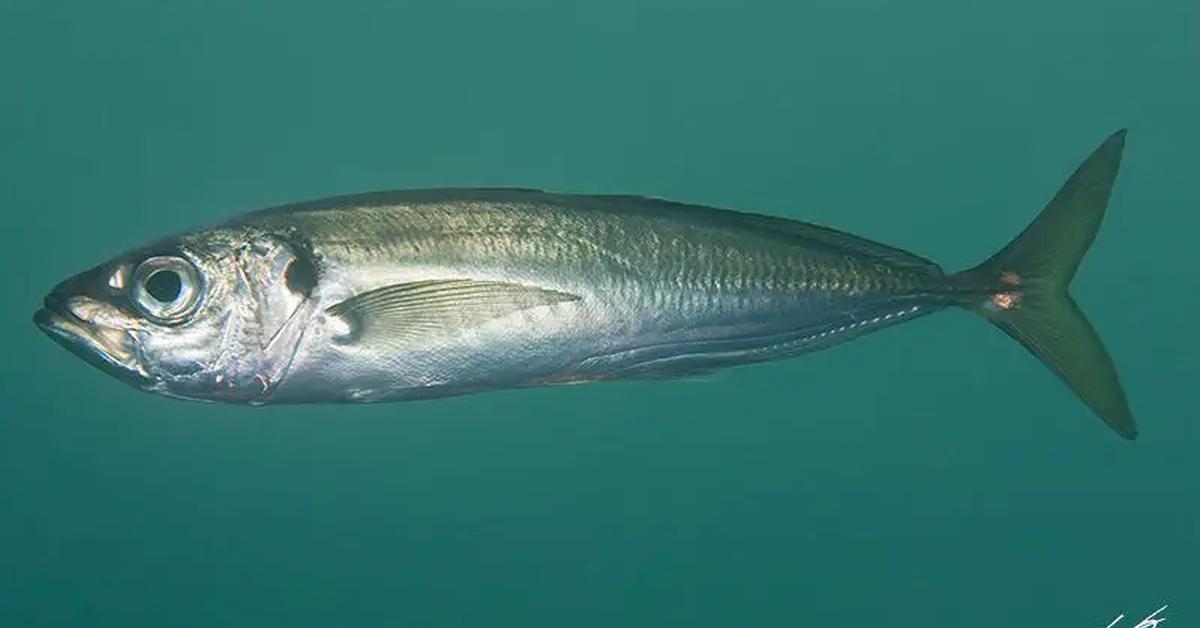 Portrait of a Horse Mackerel, a creature known scientifically as Trachurus Trachurus.