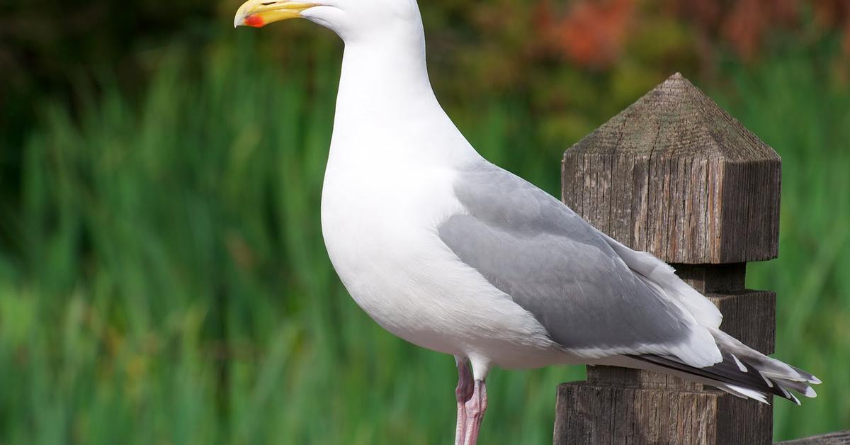 Visual representation of the Herring Gull, recognized in Indonesia as Burung Camar Herring.